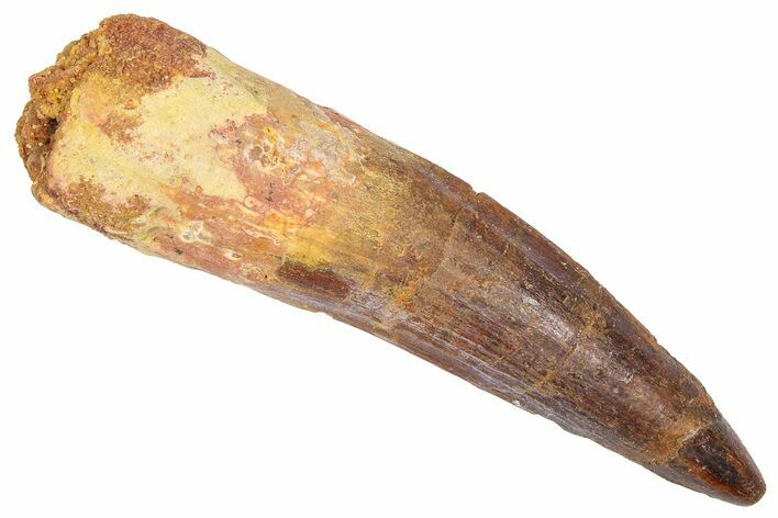 Fossil Spinosaurus Tooth - Real Dinosaur Tooth #382330
